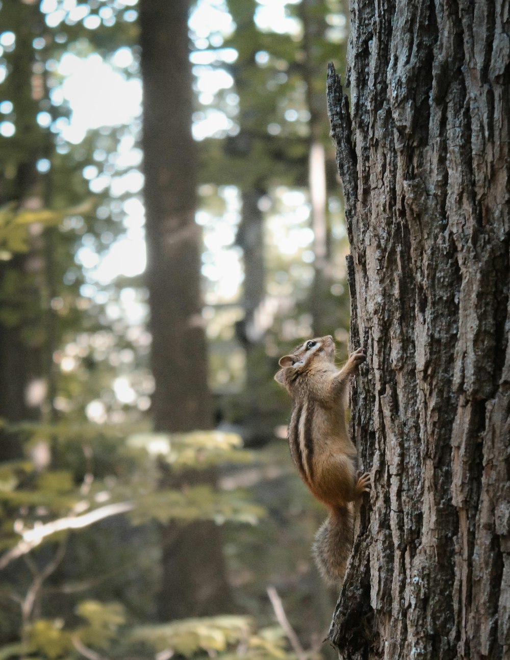 a squirrel climbing up the side of a tree