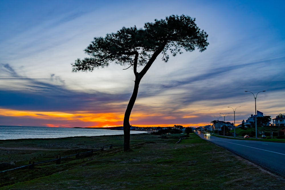 a tree on the side of a road next to the ocean