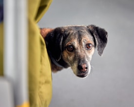 A dog with soulful eyes and a slightly tilted head peeks out from behind an olive green object, possibly a chair or seat. The dog's expression appears curious and attentive, and the background is a plain, neutral gray.