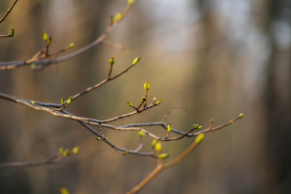 a tree branch with small green buds in a forest