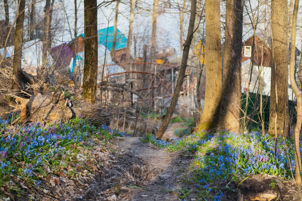 a path in the woods with blue flowers