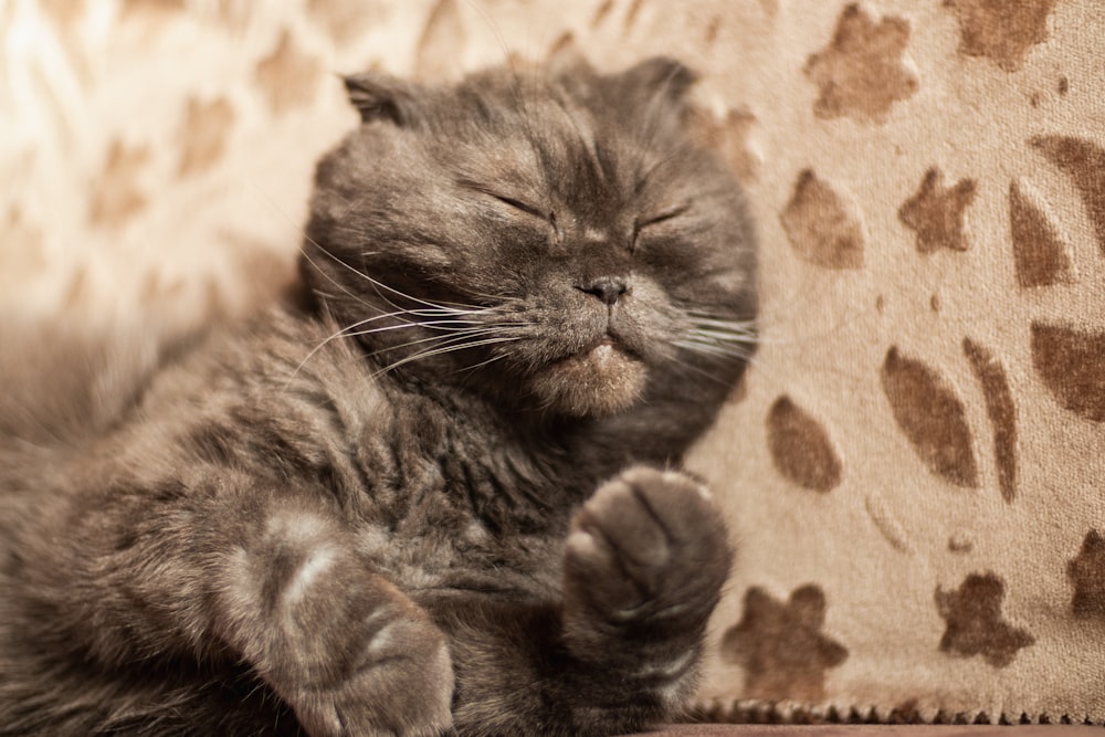 a gray cat sleeping on a leopard print couch