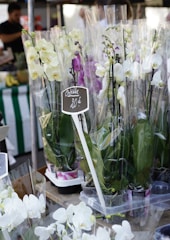A marketplace stall displays a variety of potted orchids wrapped in transparent plastic. The orchids are predominantly white and purple. A sign indicates the price of 20 euros. In the background, there are blurred figures of people and other market items.