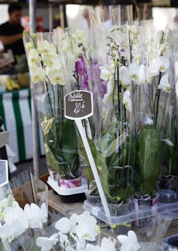 A marketplace stall displays a variety of potted orchids wrapped in transparent plastic. The orchids are predominantly white and purple. A sign indicates the price of 20 euros. In the background, there are blurred figures of people and other market items.