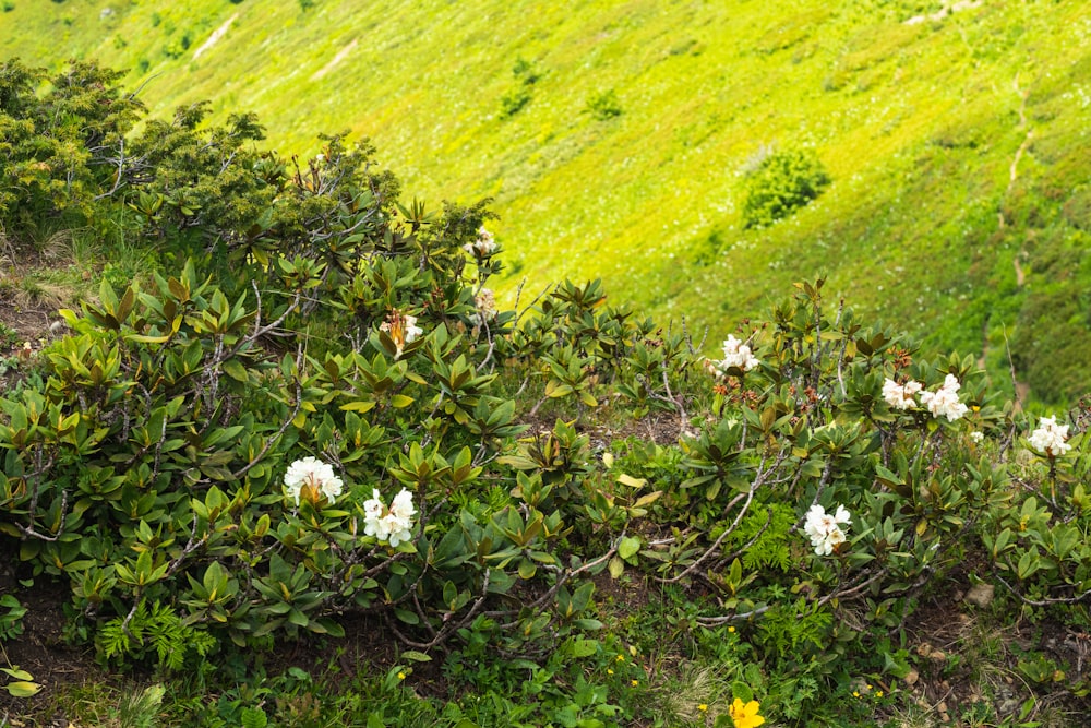 white flowers growing on the side of a lush green hillside