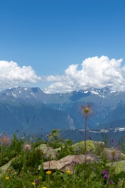 A vibrant mountain landscape with colorful wildflowers under a clear sky.