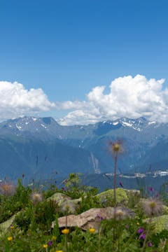 A vibrant mountain landscape with colorful wildflowers under a clear sky.