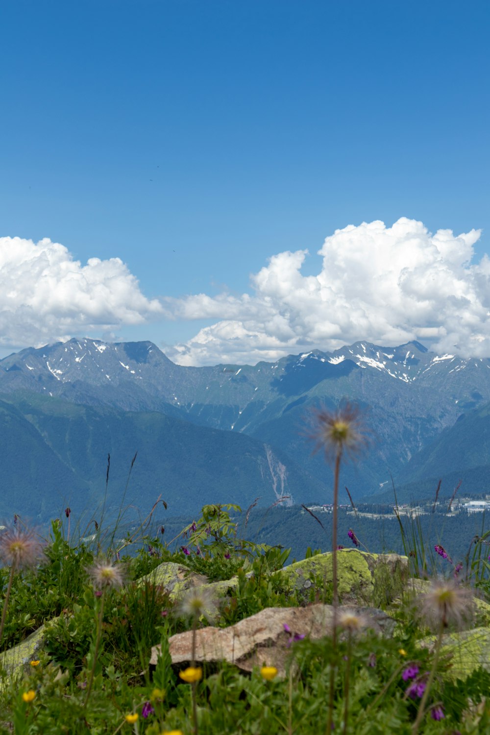 a view of a mountain range with wildflowers in the foreground