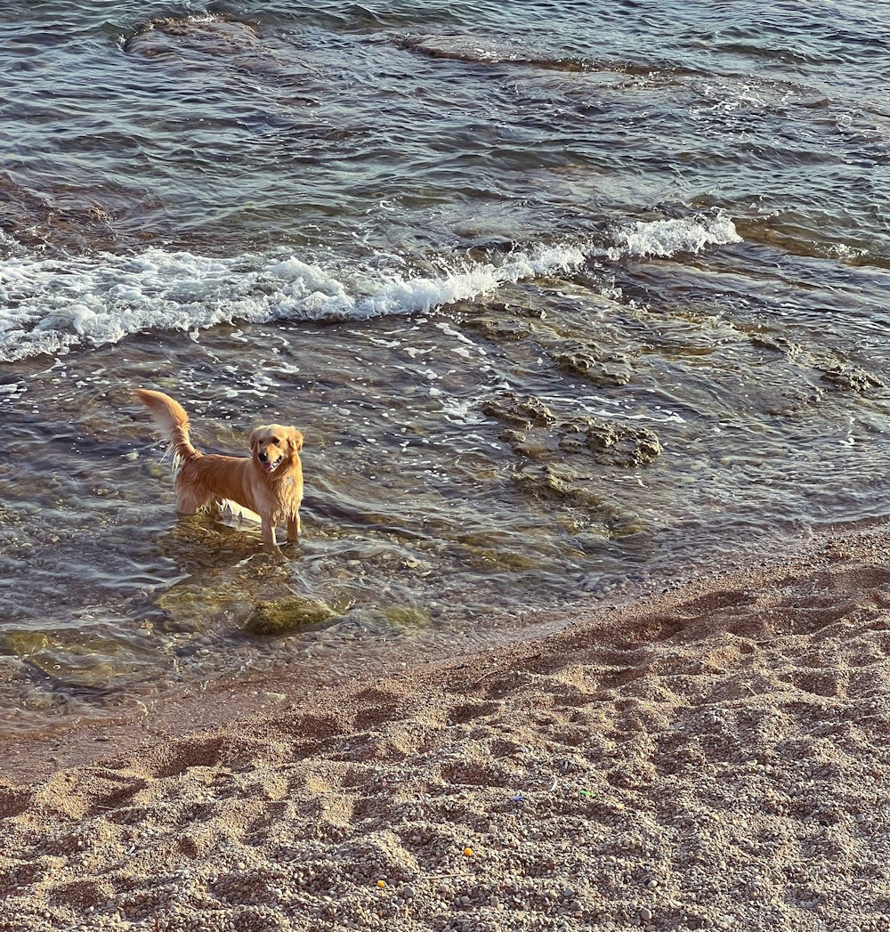 a dog is wading in the water at the beach