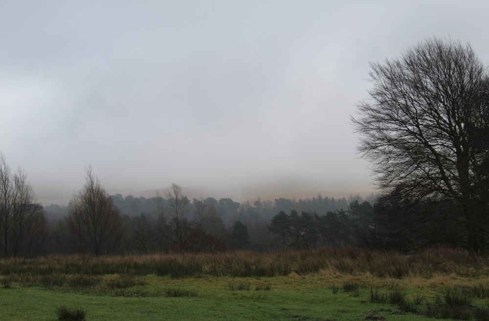 a grassy field with trees and fog in the background