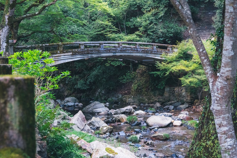 a bridge over a stream in a forest