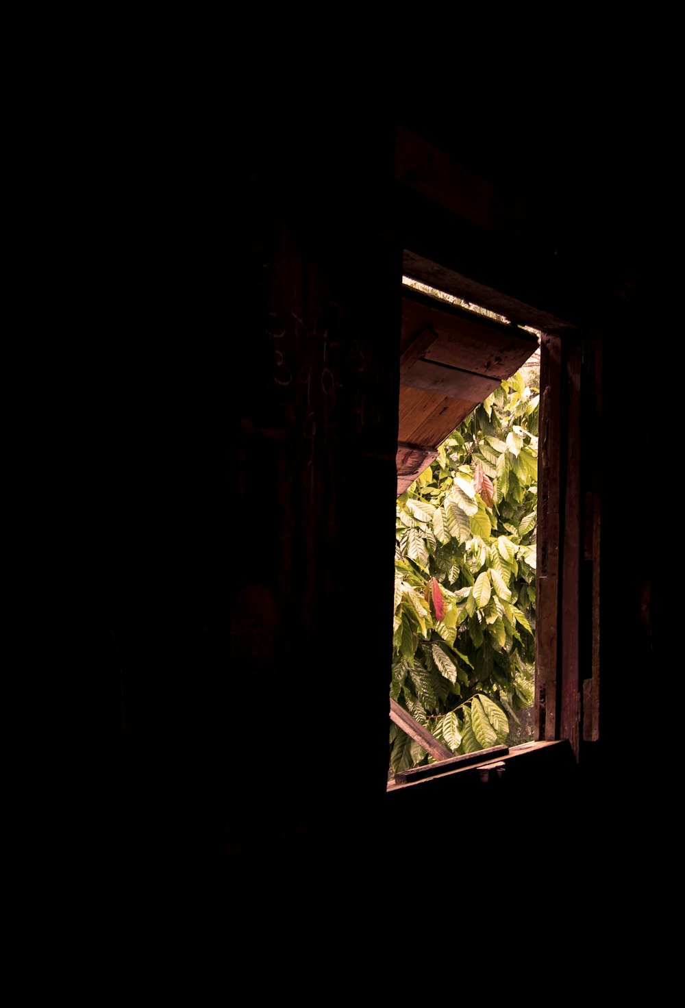 a window in a dark room filled with green plants