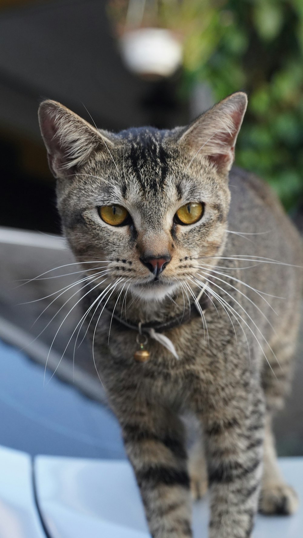 a cat standing on the hood of a car