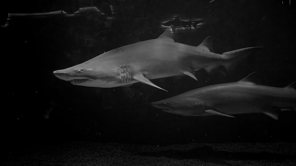 a black and white photo of two sharks