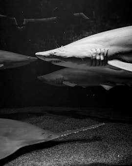 Several large sharks swim together in a dark, underwater environment, with visible textures on their skin. The background is dimly lit, adding to the deep-sea atmosphere.