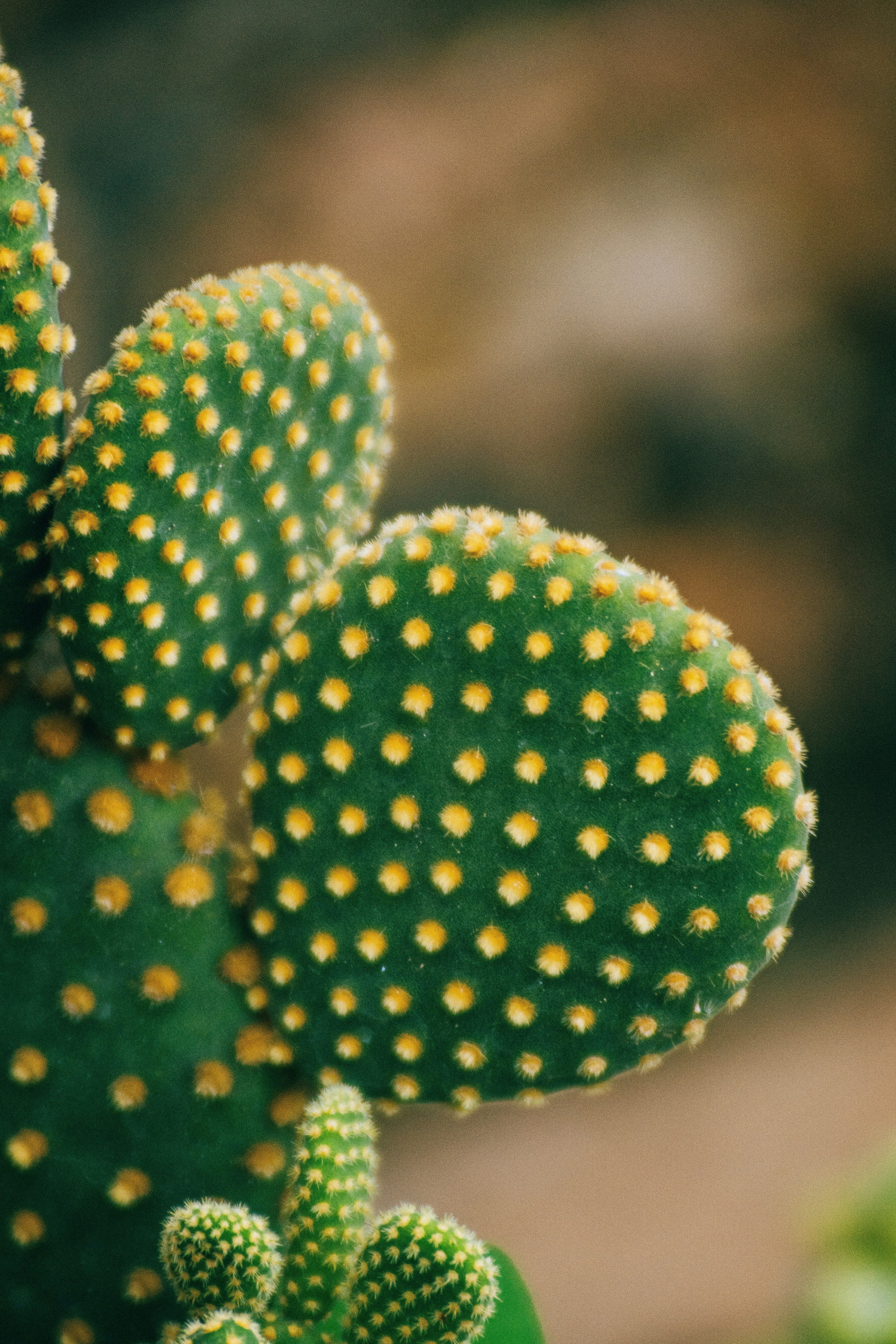 Photo by jonathecreator