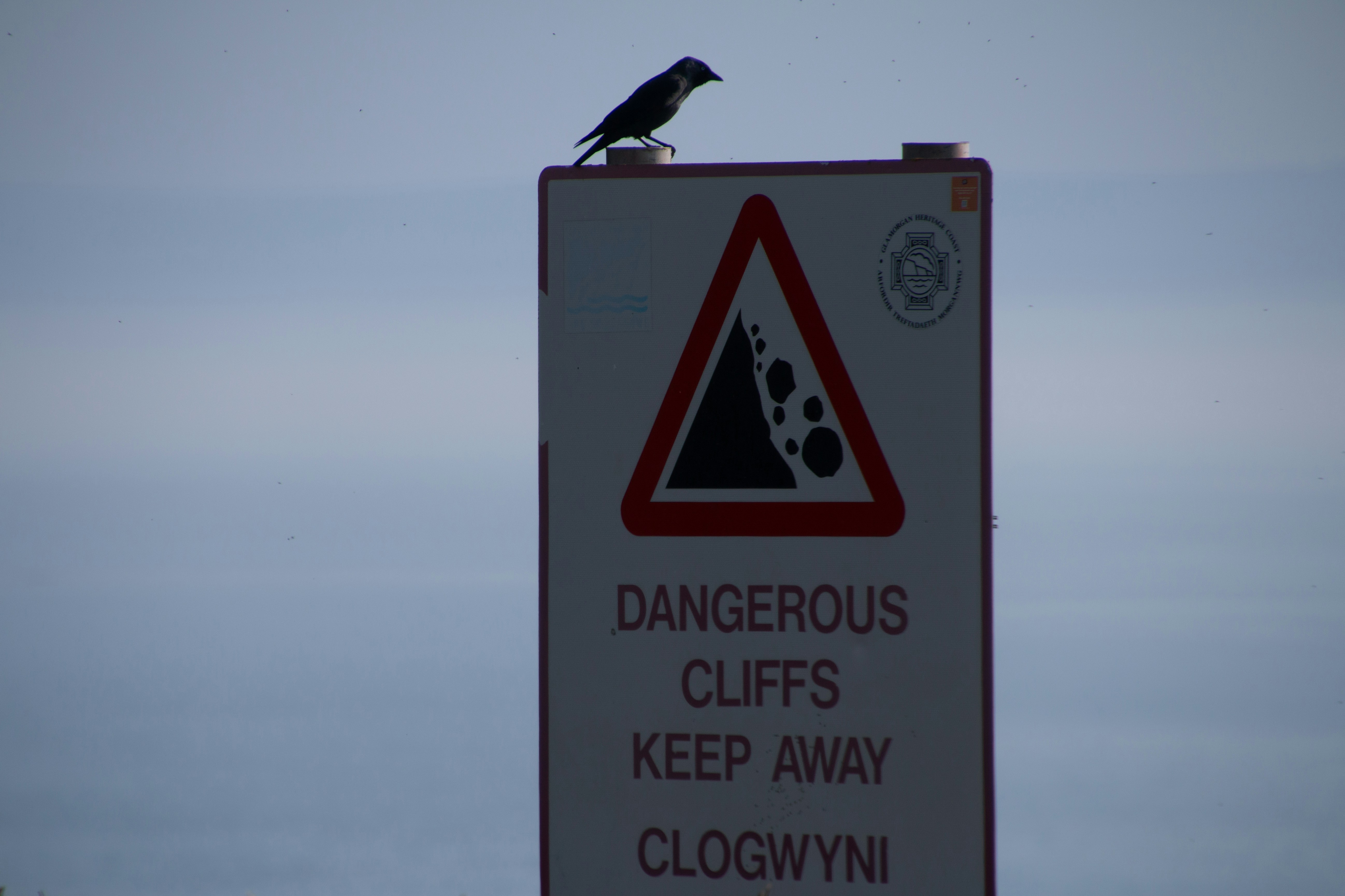 Warning Signs Your Bird Needs a Vet Visit Guide