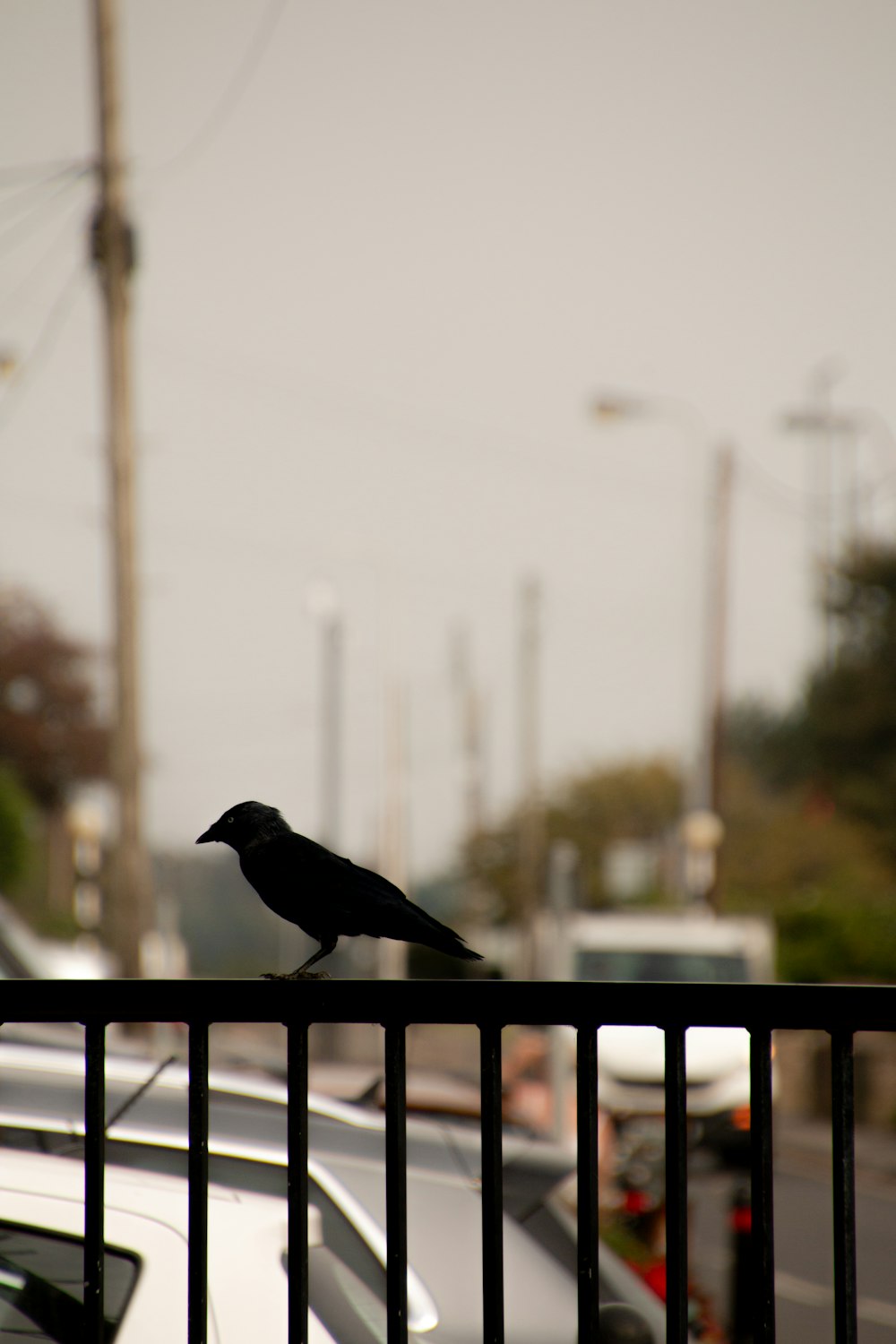 a black bird sitting on top of a metal fence