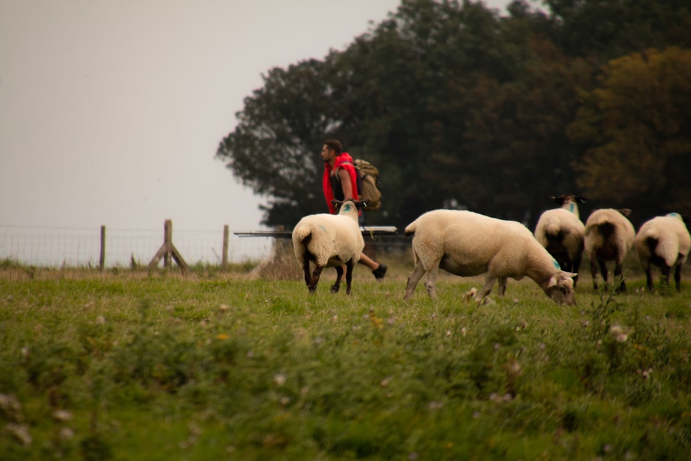 a herd of sheep grazing on a lush green field