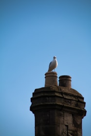 A bird, likely a seagull, stands on top of a chimney against a clear blue sky. The chimney is old and made of stone, with some visible wear and tear.