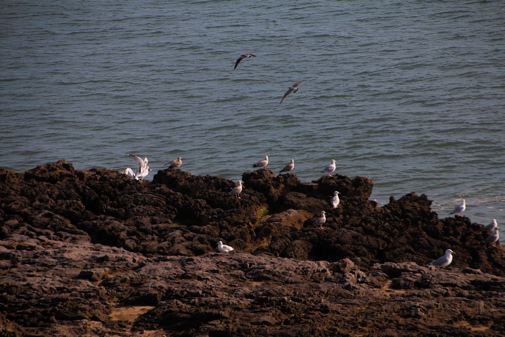 a flock of seagulls sitting on a rocky shore