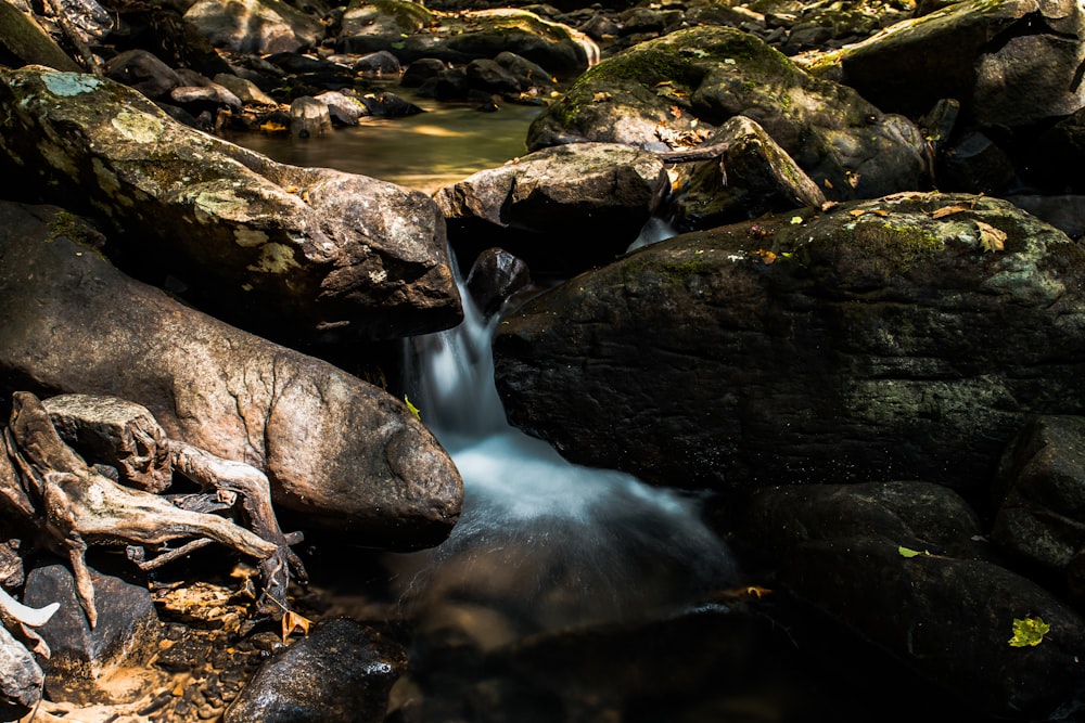 a stream of water running through a lush green forest