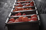 A farmer inspecting a well-organized chain of tropical fruit crates.