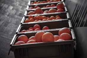 Rows of vibrant agricultural products harvested and arranged in crates