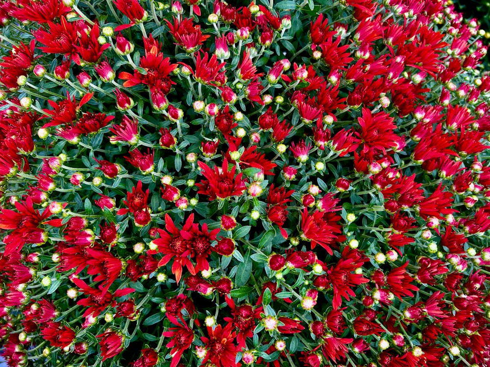 a bush of red flowers with green leaves