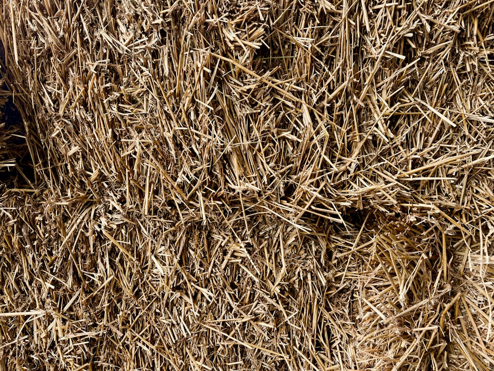 a close up of a pile of hay