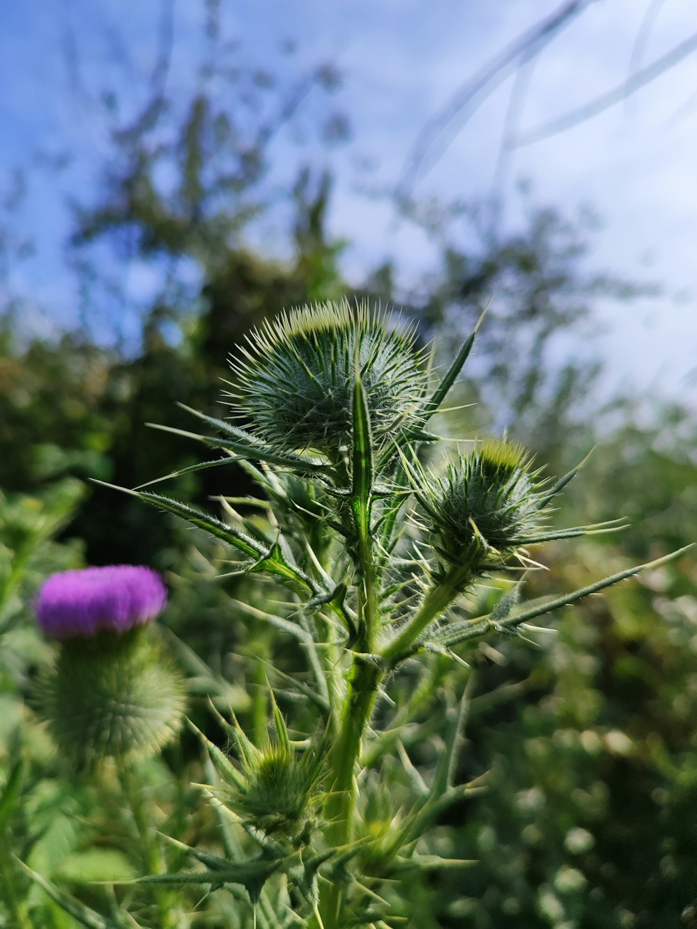 a thistle plant with a purple flower in the foreground