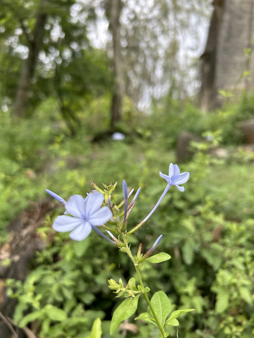 a small blue flower in the middle of a forest