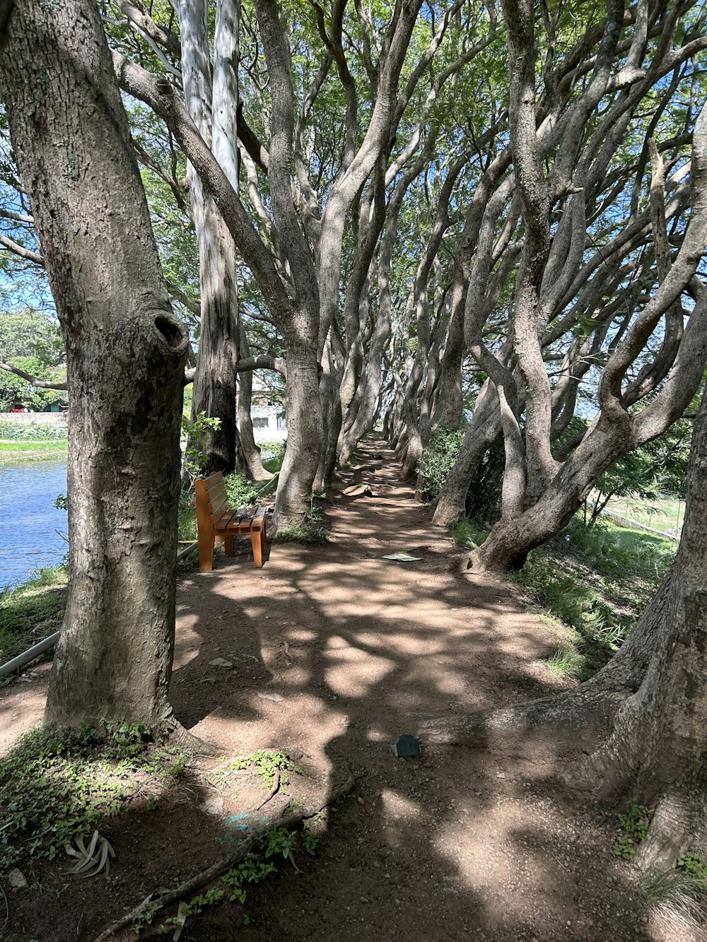 a path lined with trees next to a body of water