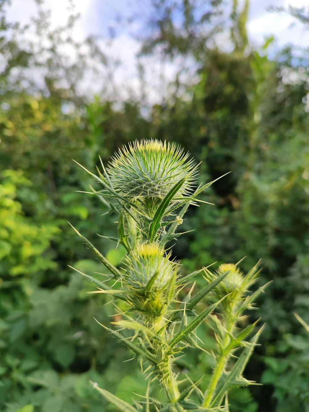 a close up of a plant with lots of leaves