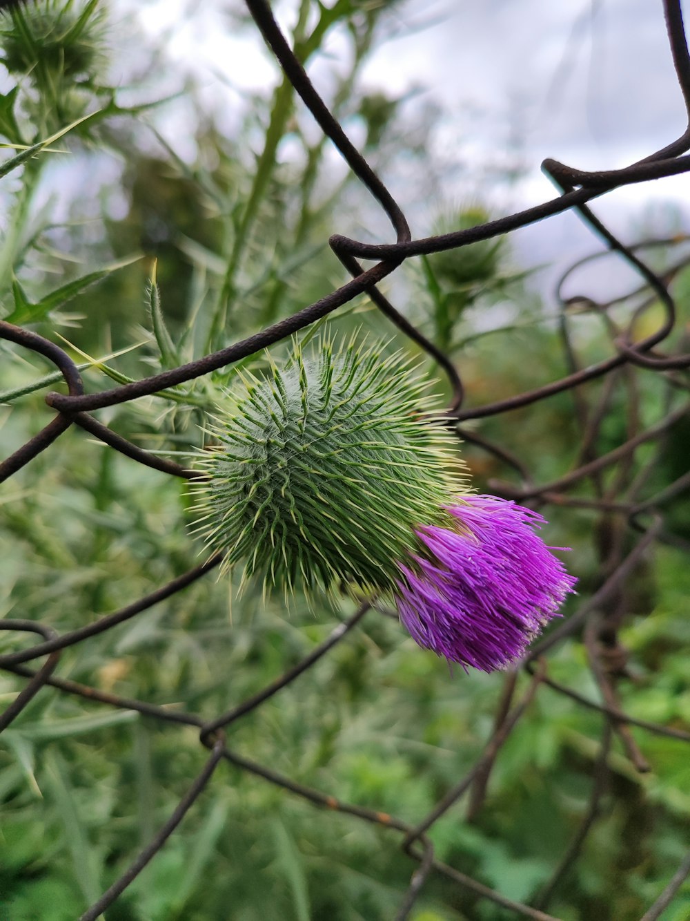 Eine lila Blume wächst auf einem Zaun