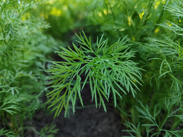 Health Benefits Dill Herb