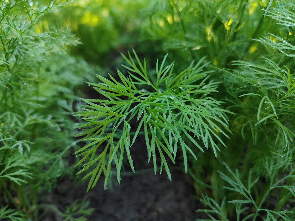 a close up of a green plant in a field