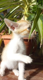 A playful kitten exploring a vibrant indoor plant.