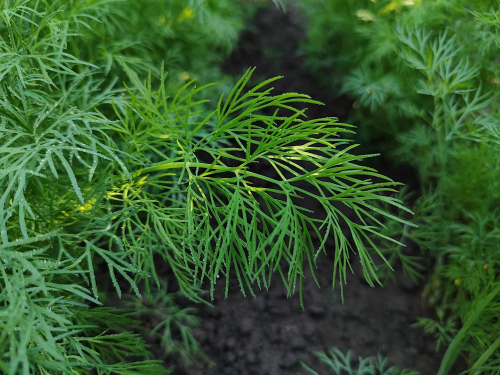 a close up of a plant with green leaves