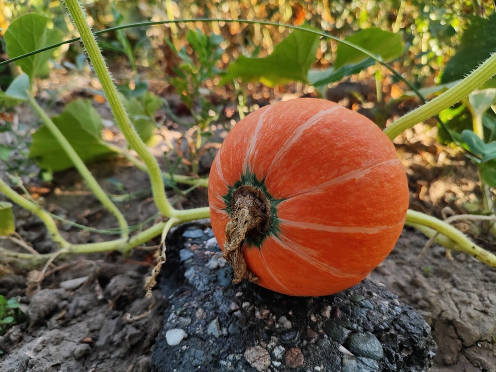 an orange pumpkin growing on a vine in a garden