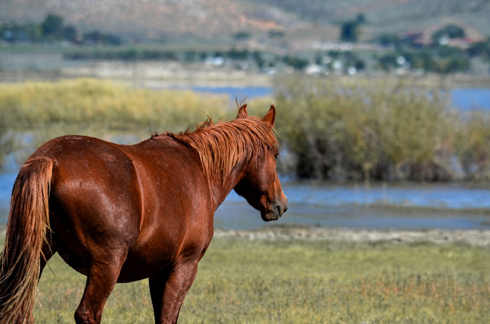 a brown horse standing on top of a lush green field