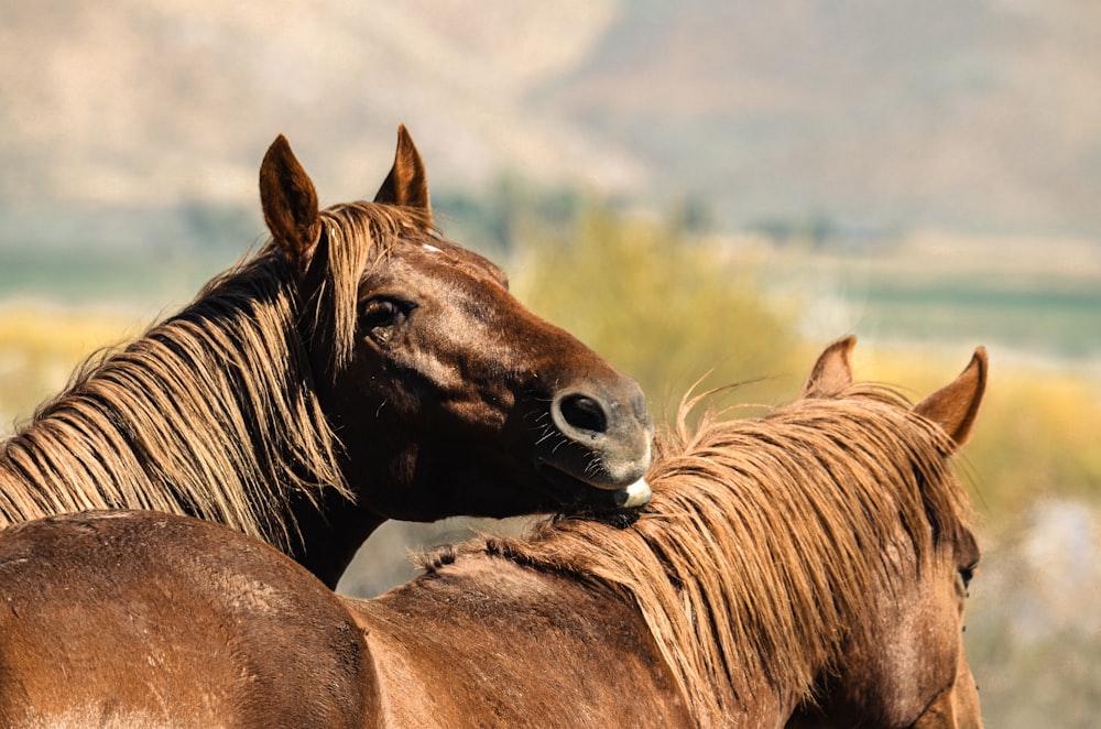 a couple of brown horses standing next to each other