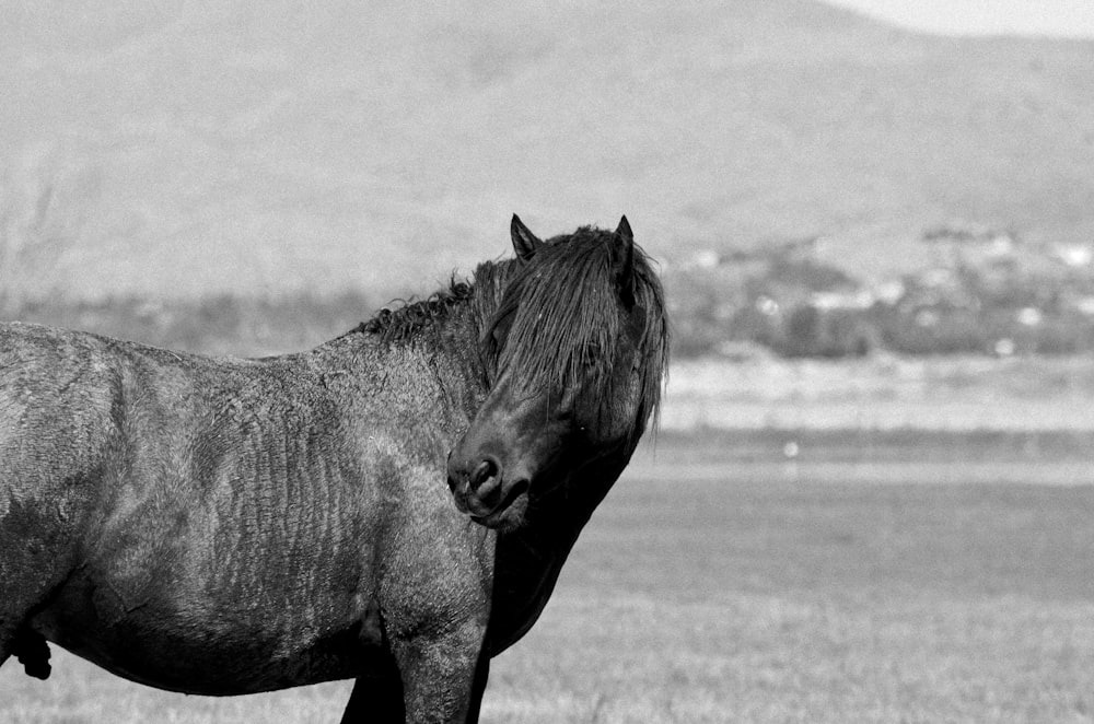 a black and white photo of a horse in a field