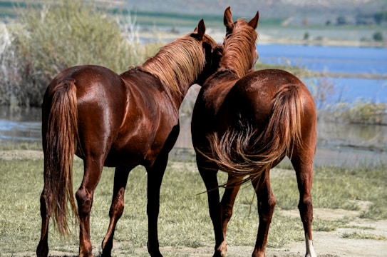 Two chestnut-colored horses stand closely together, appearing to nuzzle one another in a serene natural setting. Lush greenery and a body of water create a tranquil background in a pastoral landscape.