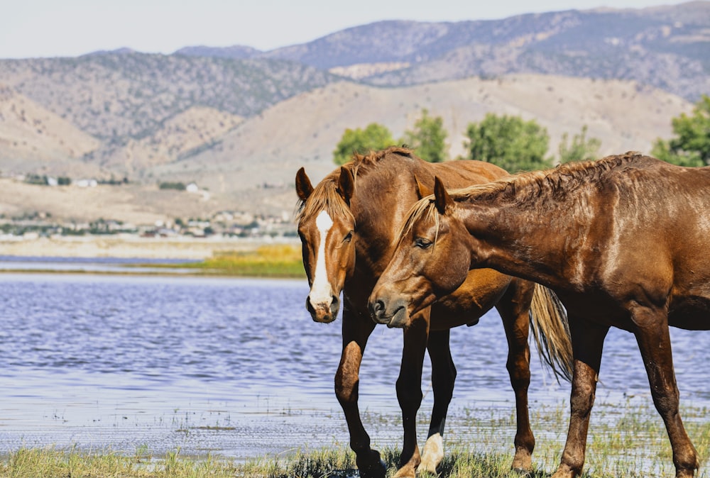 a couple of brown horses standing next to each other