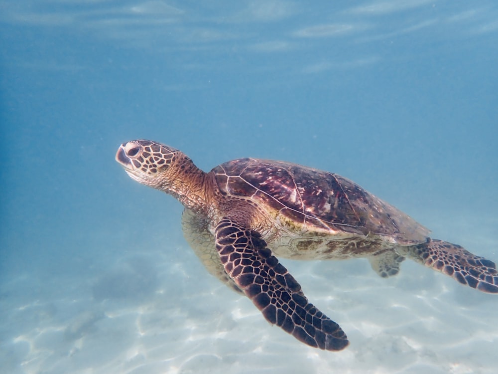 a sea turtle swimming in the water