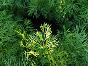 a close up of a green plant with lots of leaves
