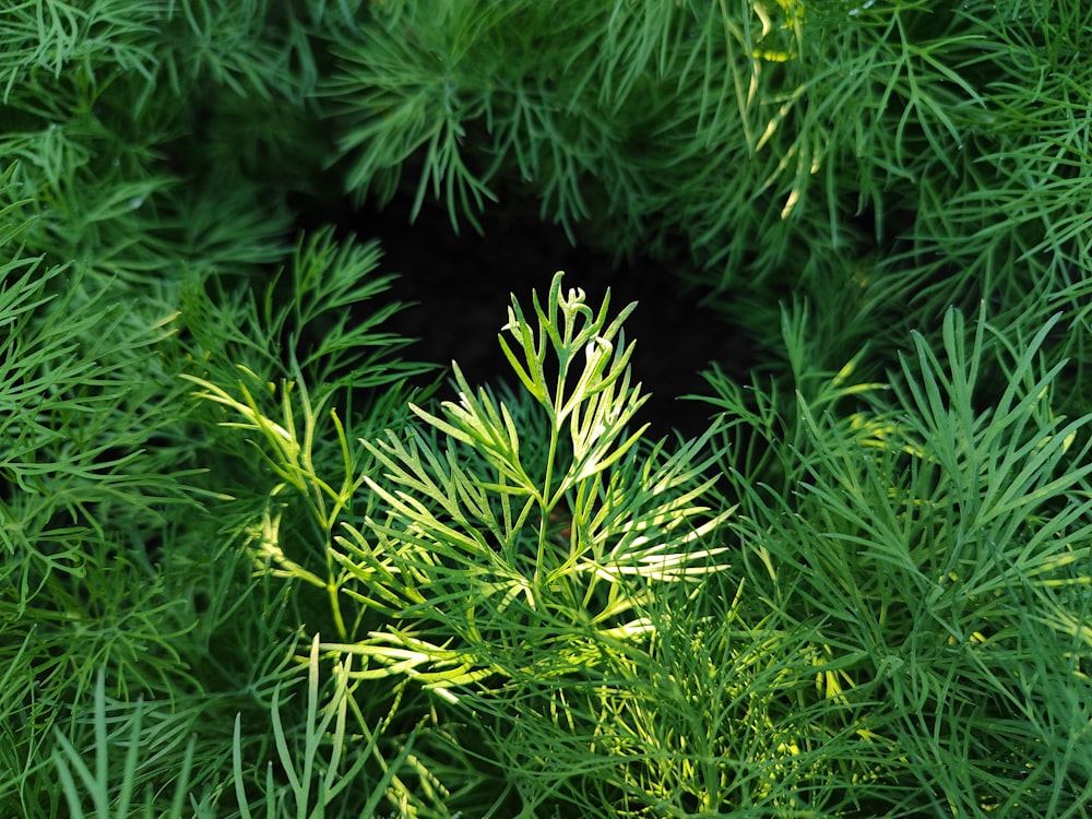 a close up of a green plant with lots of leaves