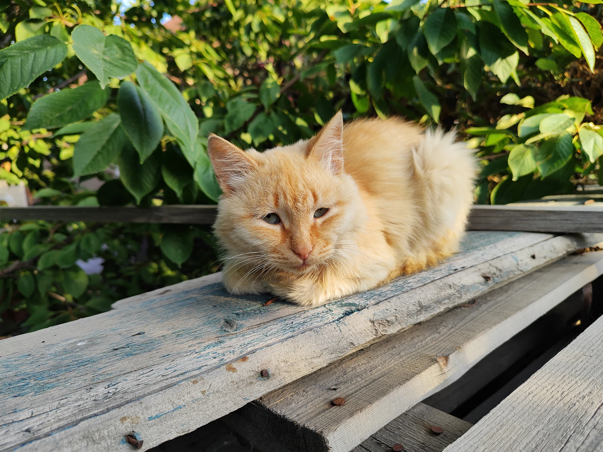 A fluffy orange tabby cat lounging lazily on a sunny windowsill surrounded by potted plants.