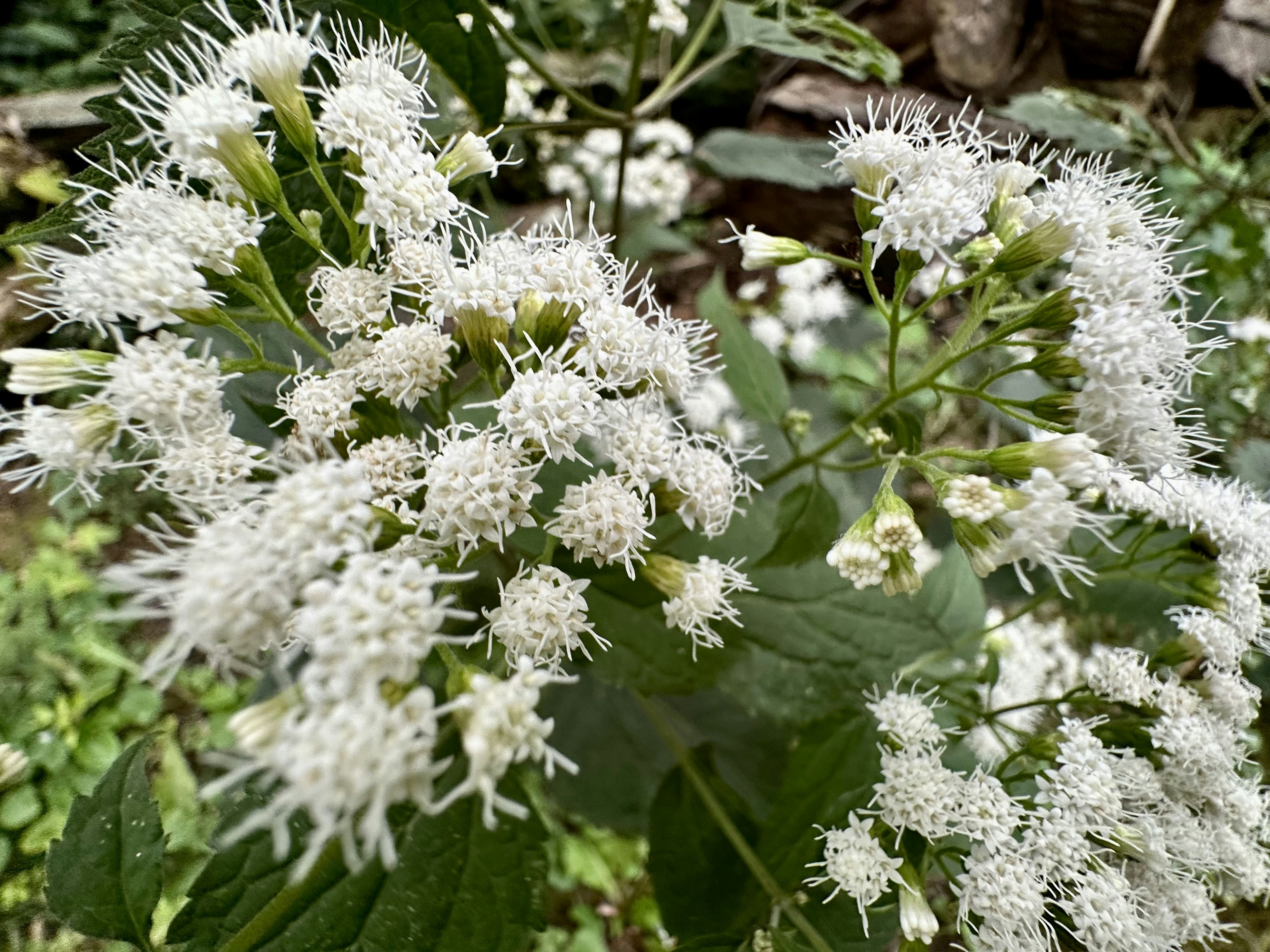 Photo by midkiffaries